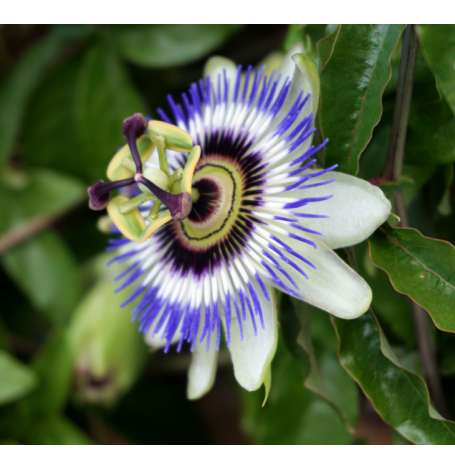 Passiflore - partie aerienne