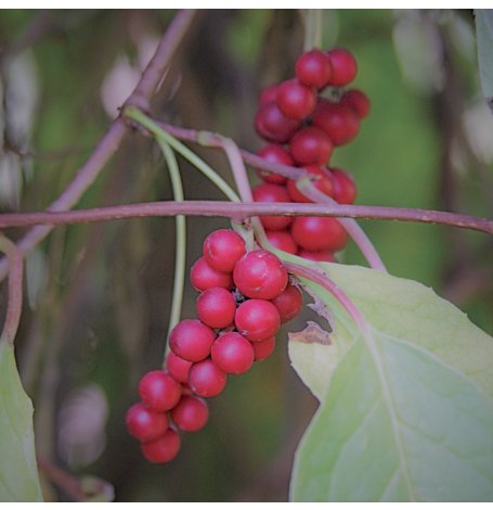 Schizandra - baie