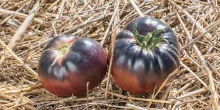 Tomate Indigo Mi-Saison Black Beauty - 35 gr
